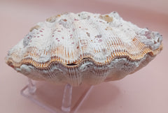 Natural Orange Lion's Paw Seashell Pair – 5.1