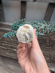 Australian Watering Pot - Brechites australis (tube like Shell)