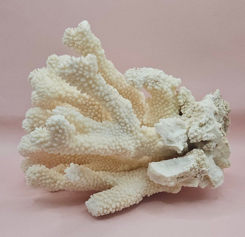 Vintage Cauliflower Coral Specimen 9" – Textured Ivory Coral Display Piece