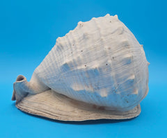 Large Queen Helmet display shell for coastal home decor - premium natural specimen