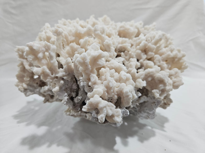 Merulina Coral 13.5"