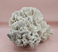 Vintage Rugosa coral specimen, measuring 8x8x5 inches. Naturally white and sculptural, it’s perfect for coastal decor or fossil collections.