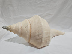 Large Monster Australian Trumpet Shell 18