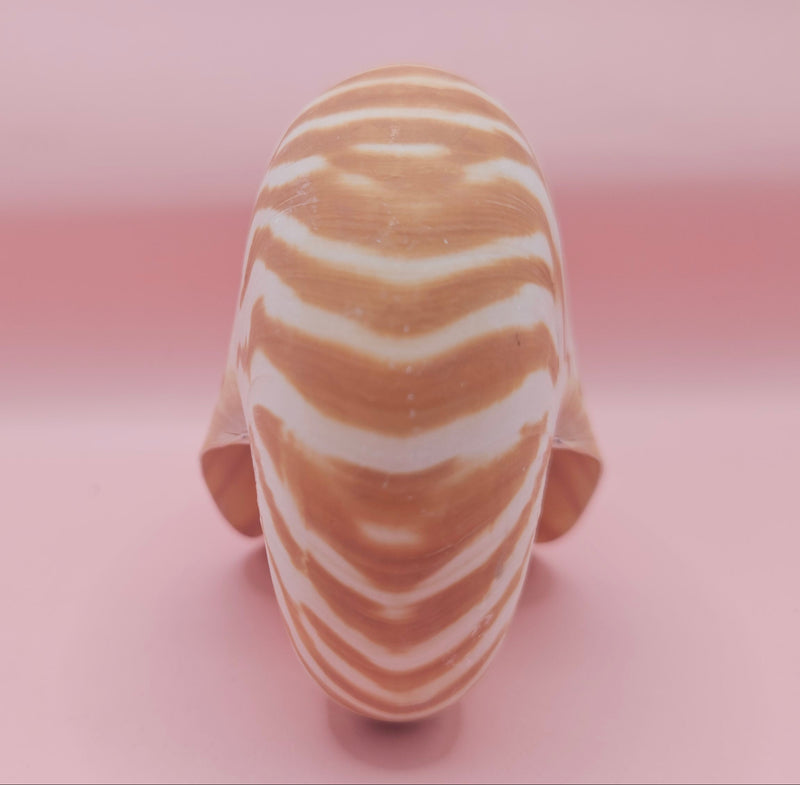 4-inch natural nautilus shell with smooth spiral pattern and creamy pearlescent finish.