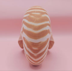 4-inch natural nautilus shell with smooth spiral pattern and creamy pearlescent finish.