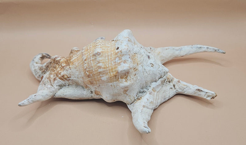 Lambis truncata spider conch shell with curved spines, natural tan and cream coloring, 9.5 inch display shell for coastal home decor
