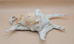 Lambis truncata spider conch shell with curved spines, natural tan and cream coloring, 9.5 inch display shell for coastal home decor