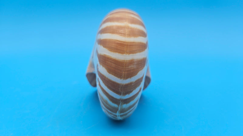 Tiger Nautilus Shell – Striking Natural Ocean Decor 3.7"