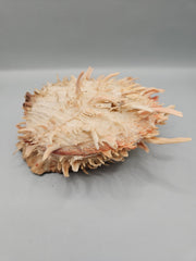 Vintage Spondylus shell, 6.5 inches wide, featuring natural spines and vibrant color, perfect for ocean-themed décor or collections.