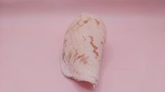 natural Fulgoraria pervostiana angulosa shell with cream, tan, and black markings.