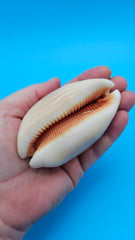 Golden Cowrie shell with smooth golden top, creamy ribbed underside, and orange interior teeth – 3.2 inches.