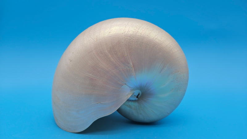 Polished Pearl Nautilus Shell Display – 6.5"
