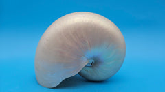 Polished Pearl Nautilus Shell Display – 6.5