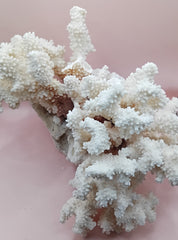 Vintage Brownstem Coral – Natural Textured Branch Form (12