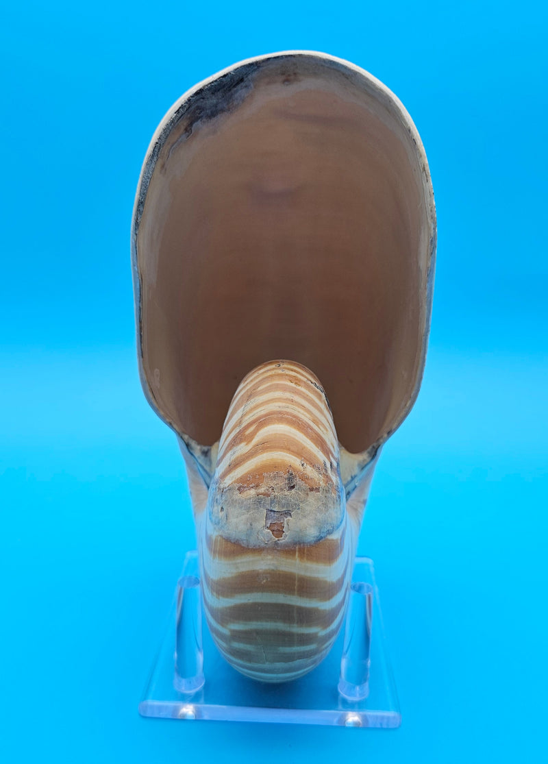 Tiger nautilus shell with brown stripes and spiral design on blue background