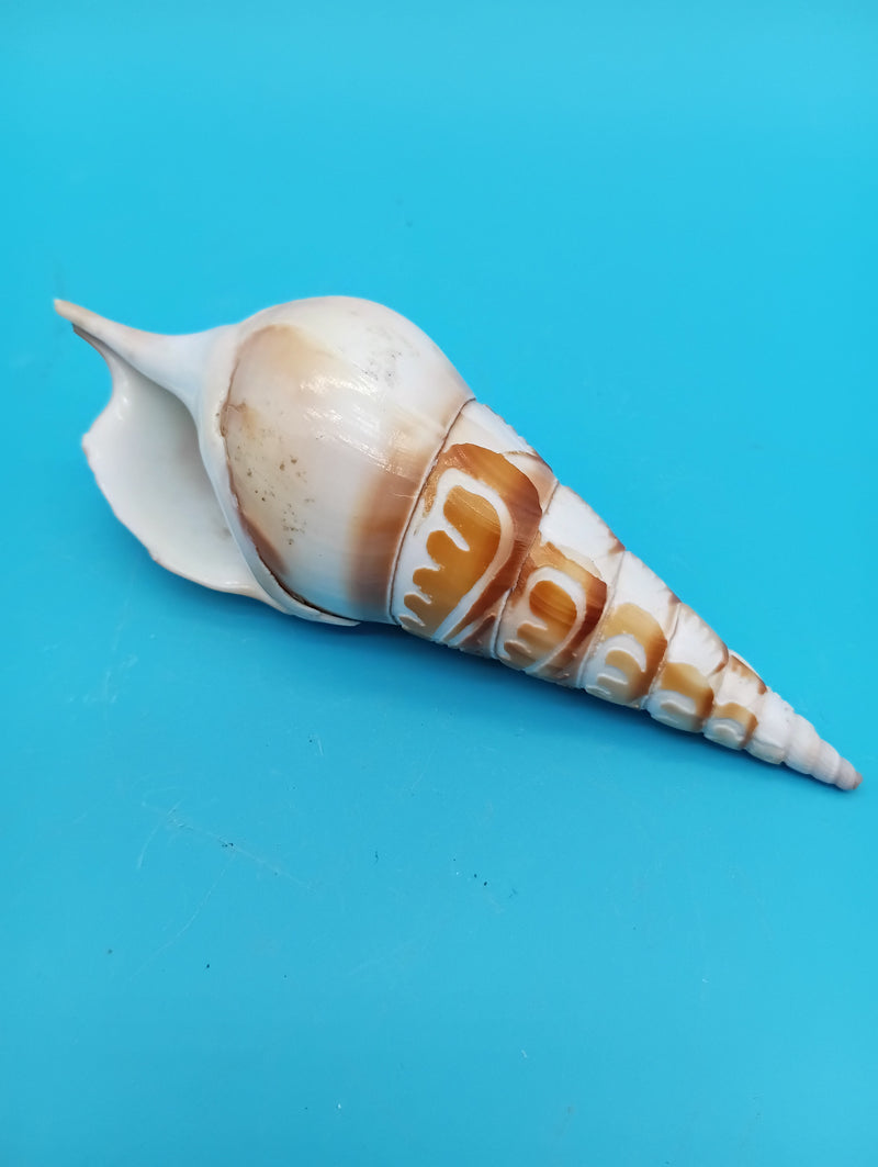 4.8" carved Tibia shell with lighthouse scene and seabirds