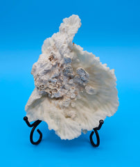 Merulina coral with ruffled fan shape and soft ivory texture on blue background
