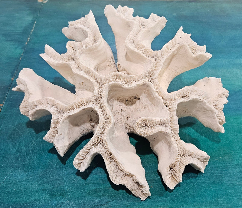 large vintage white open brain coral specimen with radial pattern 
