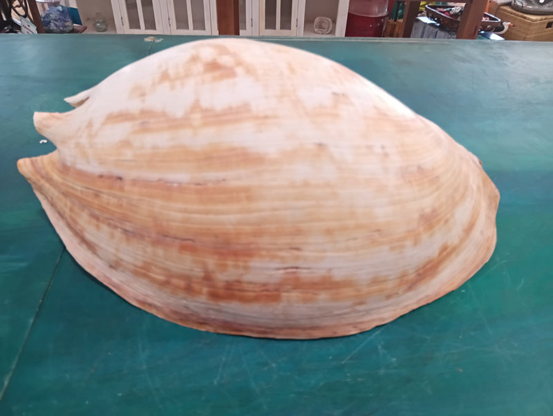 Large umbilicate shell with natural spiral and cream-beige coloring, 14.5 inches in length – coastal display specimen