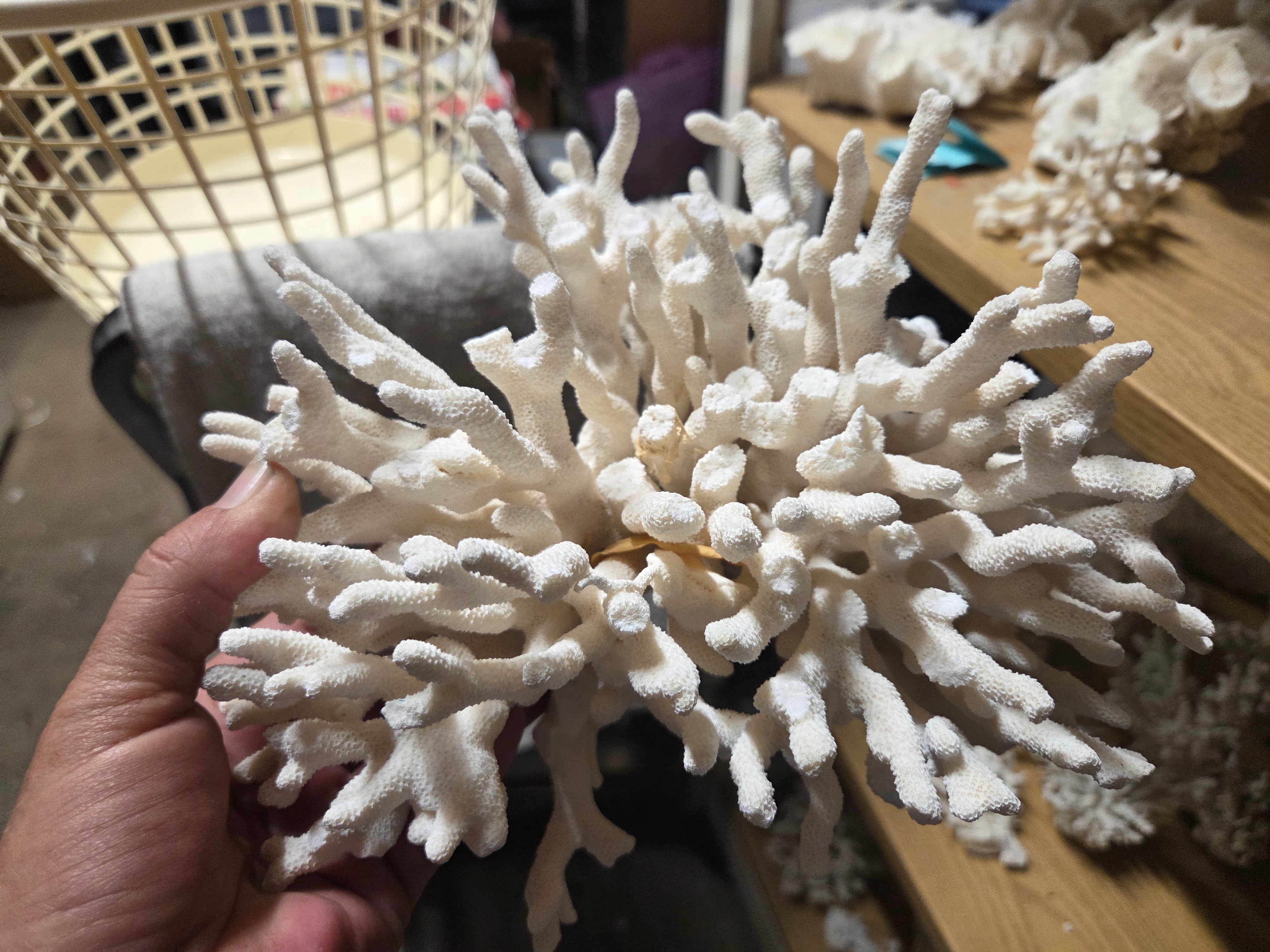 Vintage Pacific Elkhorn Coral Specimen - Coastal Home Decor