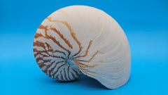 Tiger Nautilus Shell – Striking Natural Ocean Decor (8