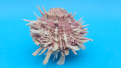 Pink spiny Spondylus shell pair open and closed on blue background with natural texture and color