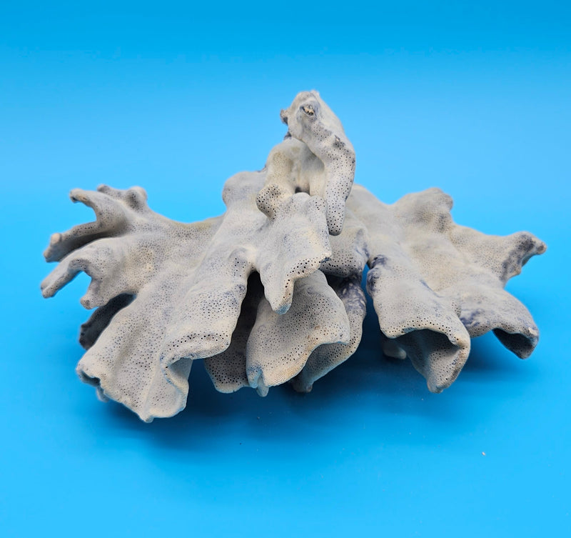 Blue Ridge Coral with ruffled edges and porous texture against blue background