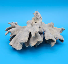 Blue Ridge Coral with ruffled edges and porous texture against blue background