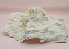 Ruffled vintage Merulina coral specimen with layered fan-like structure on pink background