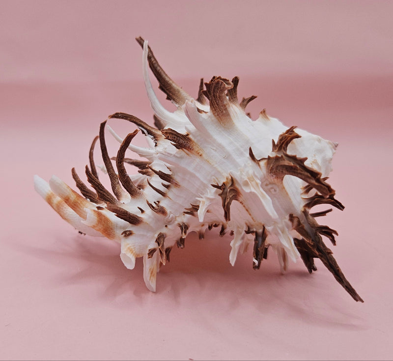  Black murex shell with long dark spines and white body displayed on a pink background