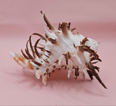  Black murex shell with long dark spines and white body displayed on a pink background