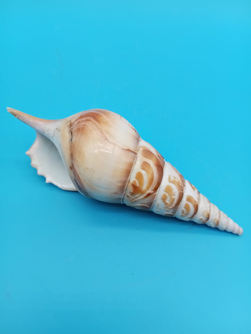 5" carved Tibia shell with sailboat coastal scene