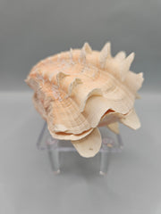 Squamosa clam shell pair, 4.5 inches wide, featuring natural ridges and texture