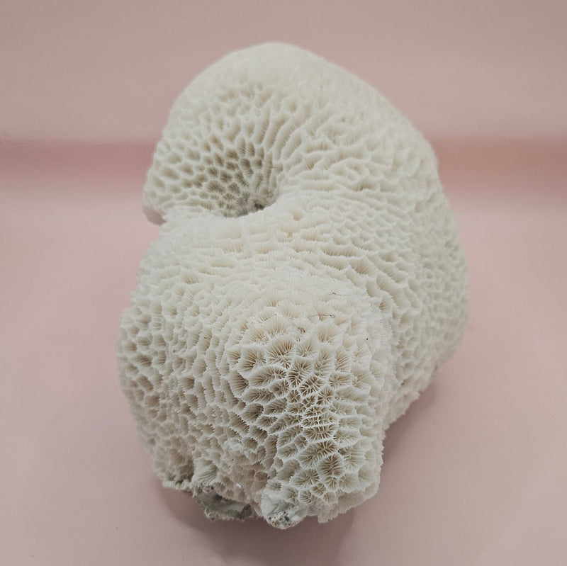 Vintage brain coral Diploria labyrinthiformis specimen with natural white maze-like texture, displayed on pink background, 9.75 inches