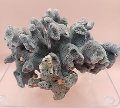 Vintage Blue Ridge Coral with blue-grey texture – 4.8 inch coastal display decor piece