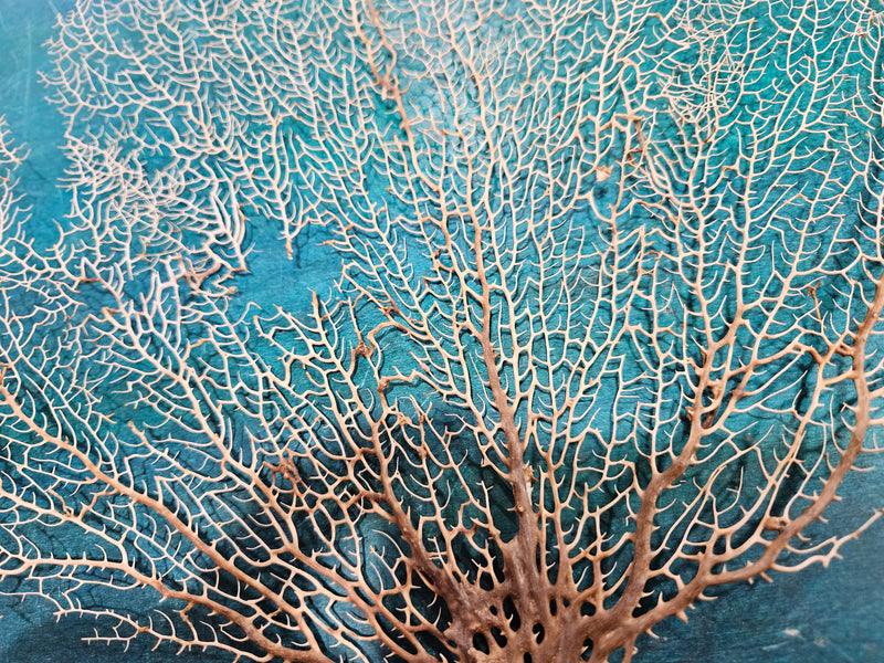 Delicate Natural Sea Fan – 12" x 17" Coastal Wall Art