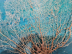 Delicate Natural Sea Fan – 12