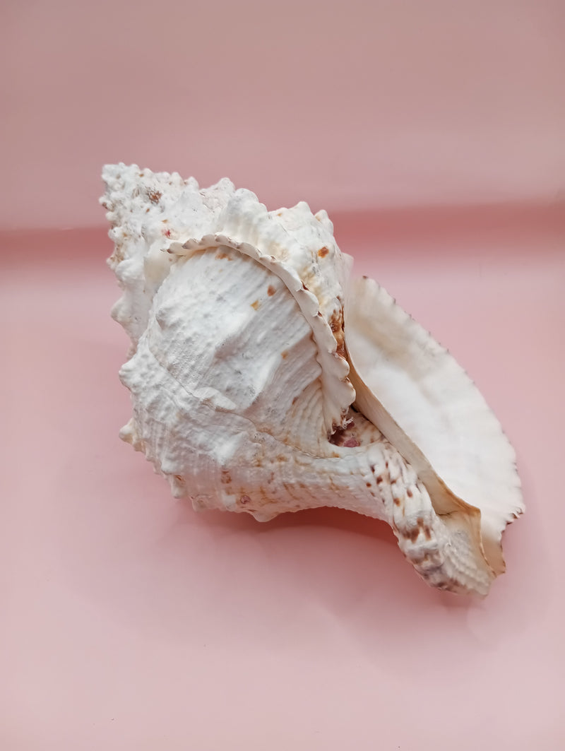Large Frog Conch Shell 9.75 Bursa Bulba Tutufa bubo