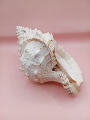Large Frog Conch Shell 9.75 Bursa Bulba Tutufa bubo