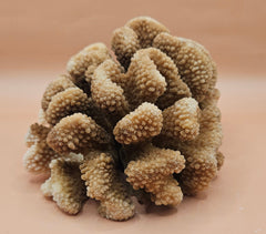 intage natural cluster coral specimen (Montipora digitata) in shades of brown and cream, 8x6x4 inches – perfect for coastal or marine-inspired home decor