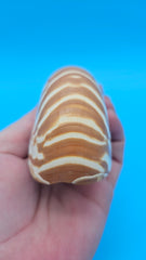 Tiger Nautilus Shell – Striking Natural Ocean Decor 3