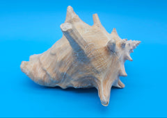 queen conch shell with flared pink interior and spiral tip, 9 inches, perfect for coastal home decor