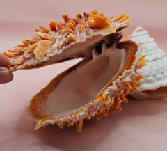 Trochus shell naturally fused to a spiny orange Spondylus shell, creating a bold textured sea display