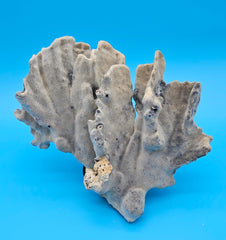 Blue Ridge Coral with ruffled edges and porous texture against blue background
