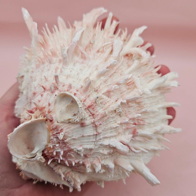 Stunning 5" hinged Spondylus shell in blush pink with long spines and natural texture—perfect for display in coastal or ocean-themed spaces