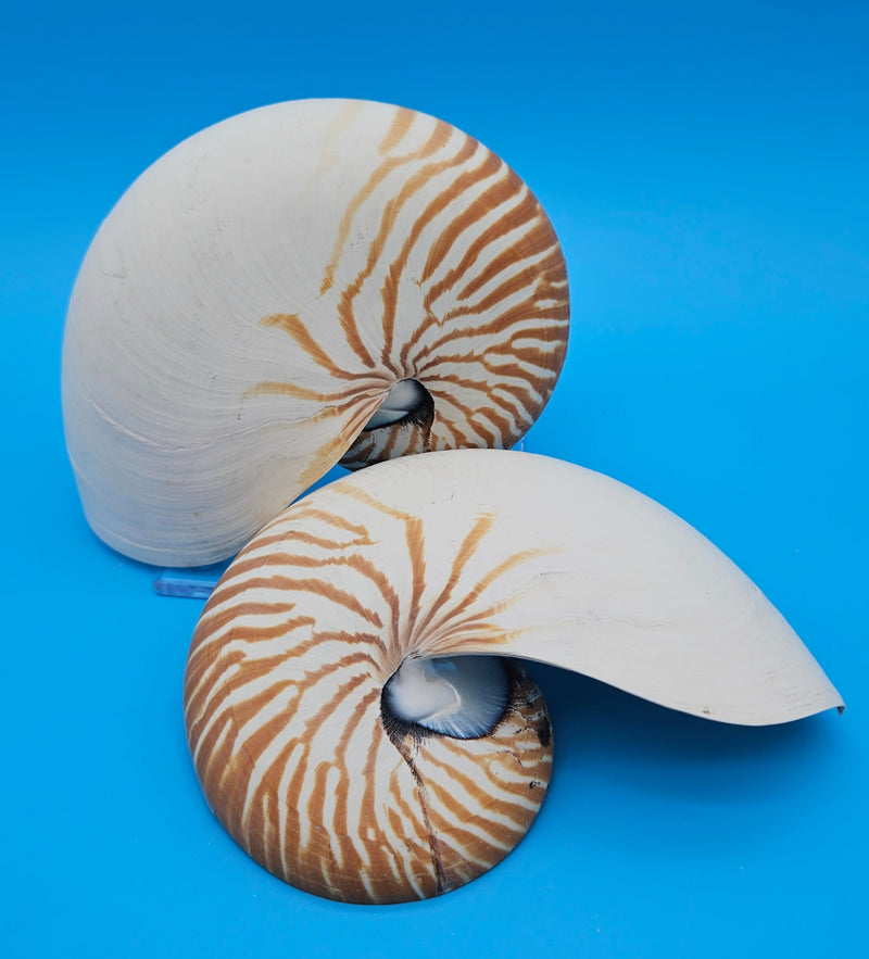 Set of matching Tiger Nautilus shell halves showing polished spiral interiors and pearly finish on blue background