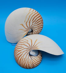 Set of matching Tiger Nautilus shell halves showing polished spiral interiors and pearly finish on blue background