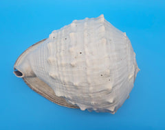 Large Queen Helmet display shell for coastal home decor - premium natural specimen
