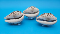 Trio of carved cowrie shells with dolphin, seahorse, and shrimp designs on glossy purple-toned surfaces, displayed on clear stands