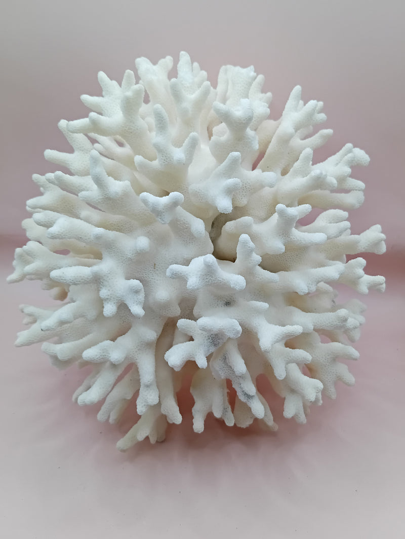 Vintage white Elkhorn Coral with natural branch texture – 9 x 5.5 x 8.5 inches coastal display decor
